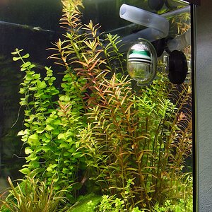 Rotala