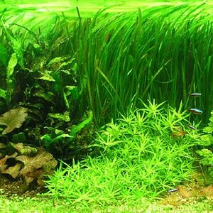 Aquarium 27.02.08