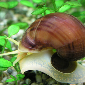 Apfelschnecke1