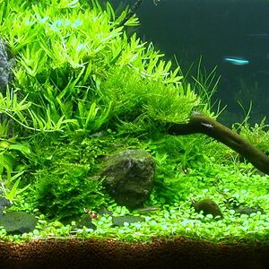 Ada60 - Tag - 36#2