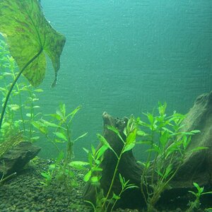 Sorgenkind Proserpinaca Palustris (bekommt Emers Wunderschön Rote Blätter)