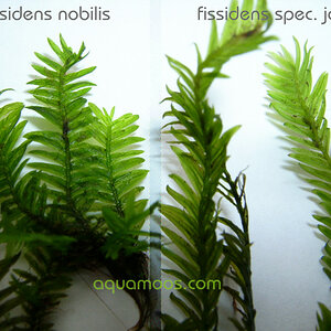 Fissidens Nobilis / Spec. Japan Vergleich - 001