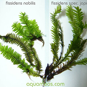 Fissidens Nobilis / Spec. Japan Vergleich - 002