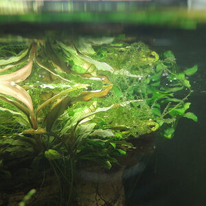 Bucephalandra und Moos unter der Wasseroberfläche direkt unter dem Licht