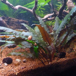 Cryptocoryne beckettii, Beckets Wasserkelch