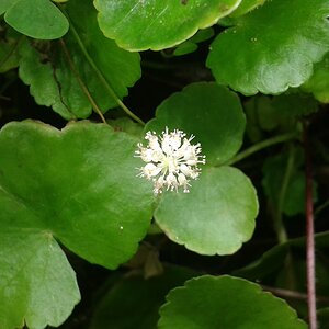 Marsilea  hirsuta emers Blüte