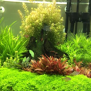 Rotala