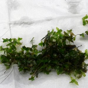 Lemna trisulca Dreifurchige Wasserlinse