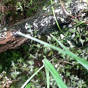 Lemna trisulca Dreifurchige Wasserlinse Schwimmpflanzen Kultur