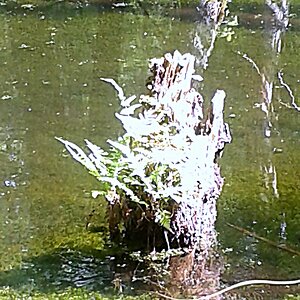 Lemna trisulca Dreifurchige Wasserlinse Unterwasser Teppich