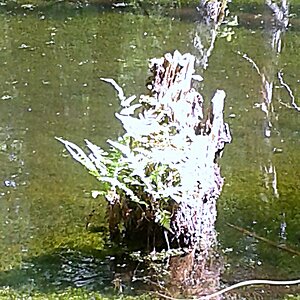 Lemna trisulca Dreifurchige Wasserlinse Unterwasser Teppich