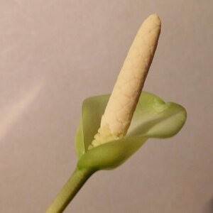 Anubia gilletii...