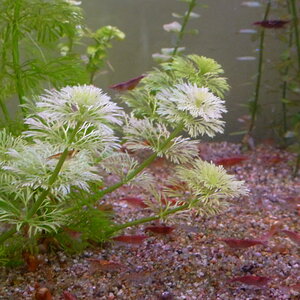 limnophila-weiss