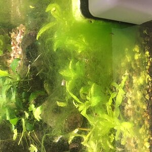 alge