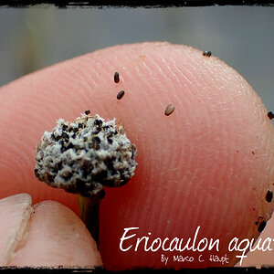 Eriocaulon aquaticum 4