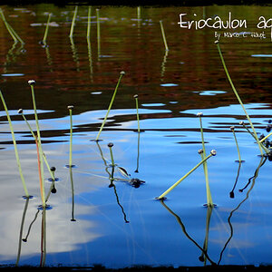 Eriocaulon aquaticum 5