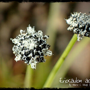 Eriocaulon aquaticum 7