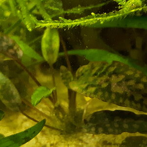 Cryptocoryne striolata "Tiger stripe" (submers)