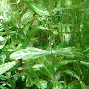 Shinnersia Rivularis Unterwasser