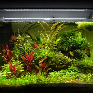 Scapers Tank 50l Nov 2016 frontal
