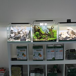 IMG 5985
