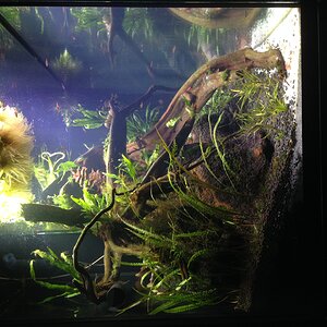 Eheim Incpiria 300 LED - SO-Asien Becken - Seitenansicht: Cryptocoryne balansae, B. japonica, B. heudelotii