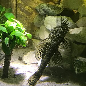 IMG 0043