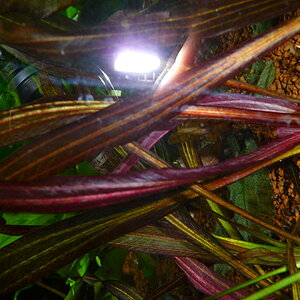 Echinodorus uruguayensis- Uruguay-Schwertpflanze (horemanni rot) (4)