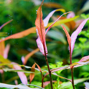 Persicaria sp. 'Kawagoeanum'