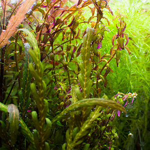 Rotala macrandra Mini Type 2