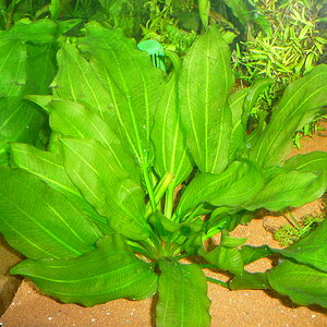 Echinodorus 'Aquartica' (3)