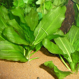 Echinodorus 'Aquartica'