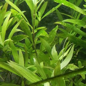 algen pflanze