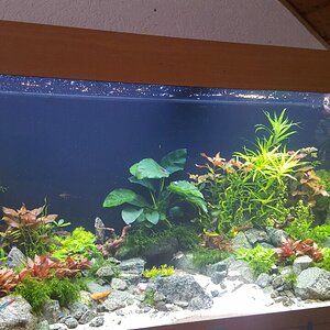 Mein Aquarium 1