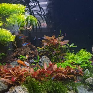 Mein Aquarium 2