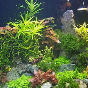 Mein Aquarium 3