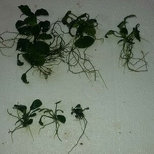 anubias ableger