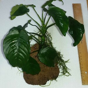 Anubias groß