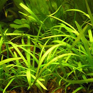 Sagittaria subulata B