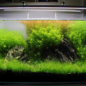 Scape Woche 21 2