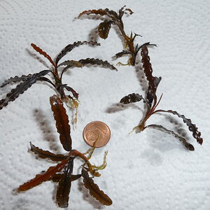 Bucephalandra catharinae red (5)