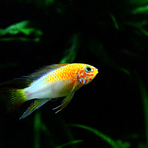 Apistogramma Macmasteri Gold 2