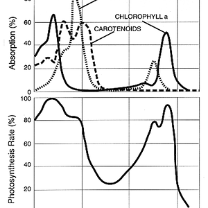 Par action spectrum