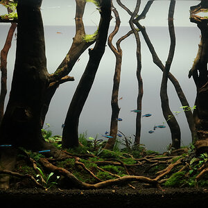 forest scape 128l day 60 p3