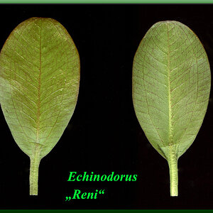 Echinodorus var. Reni