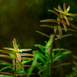 - Rotala -sp. 'H' Giala Vietnam