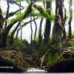 ada 45p forest day 56 by nigel aquascaping