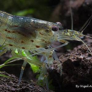 amano shrimp by nigel aquascaping