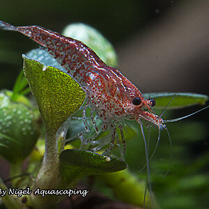 red cherry shrimp by nigel aquascaping