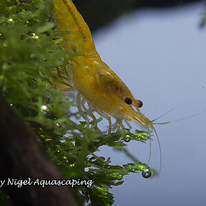 yellow shrimp by nigel aquascaping